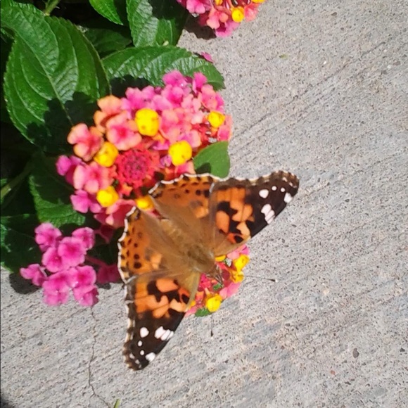 Meet your Posher, Barbra - Picture 2 of 4